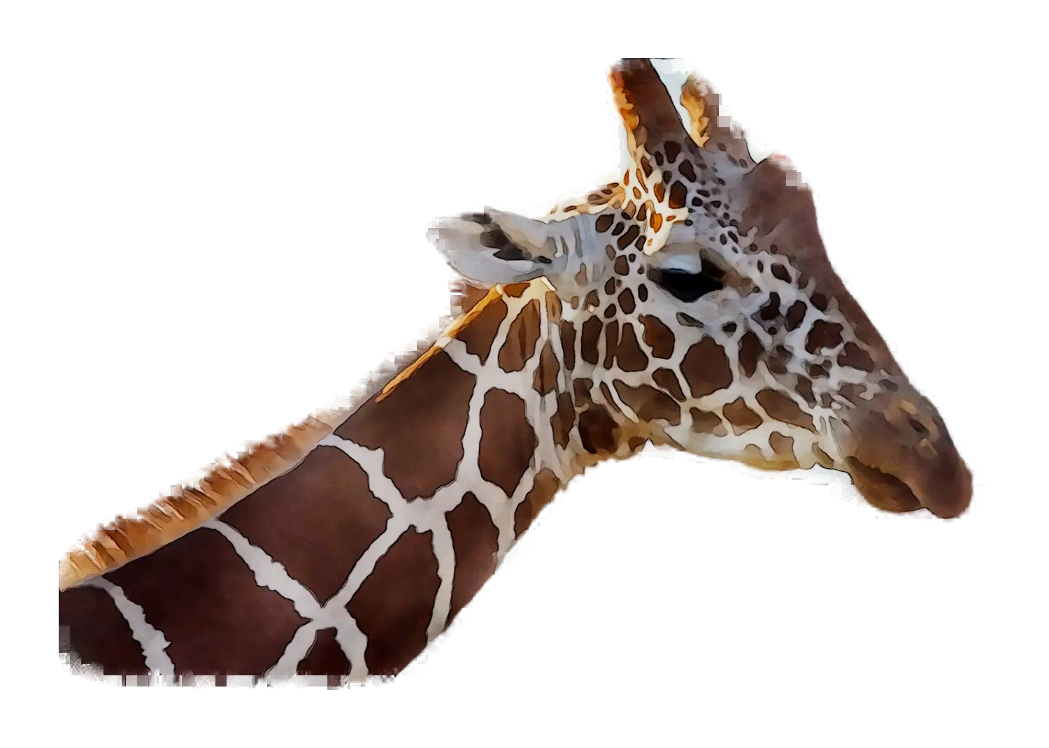 Giraffe Head Illustration with Detailed Patterns