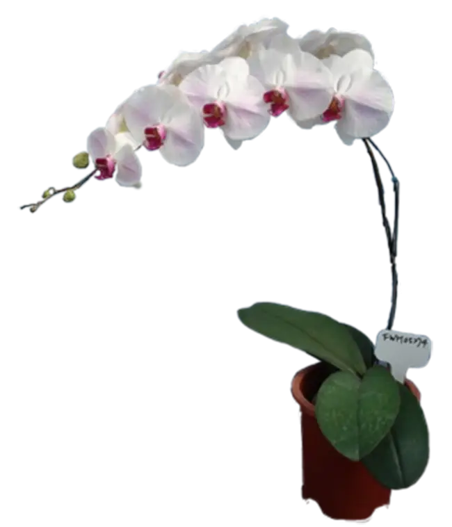 White Orchid in a Brown Pot