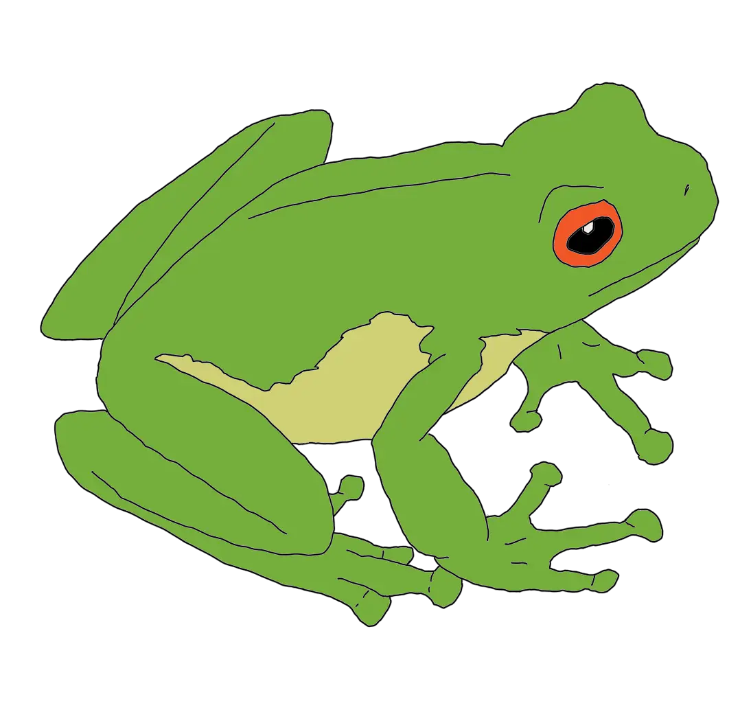 Green Frog Illustration