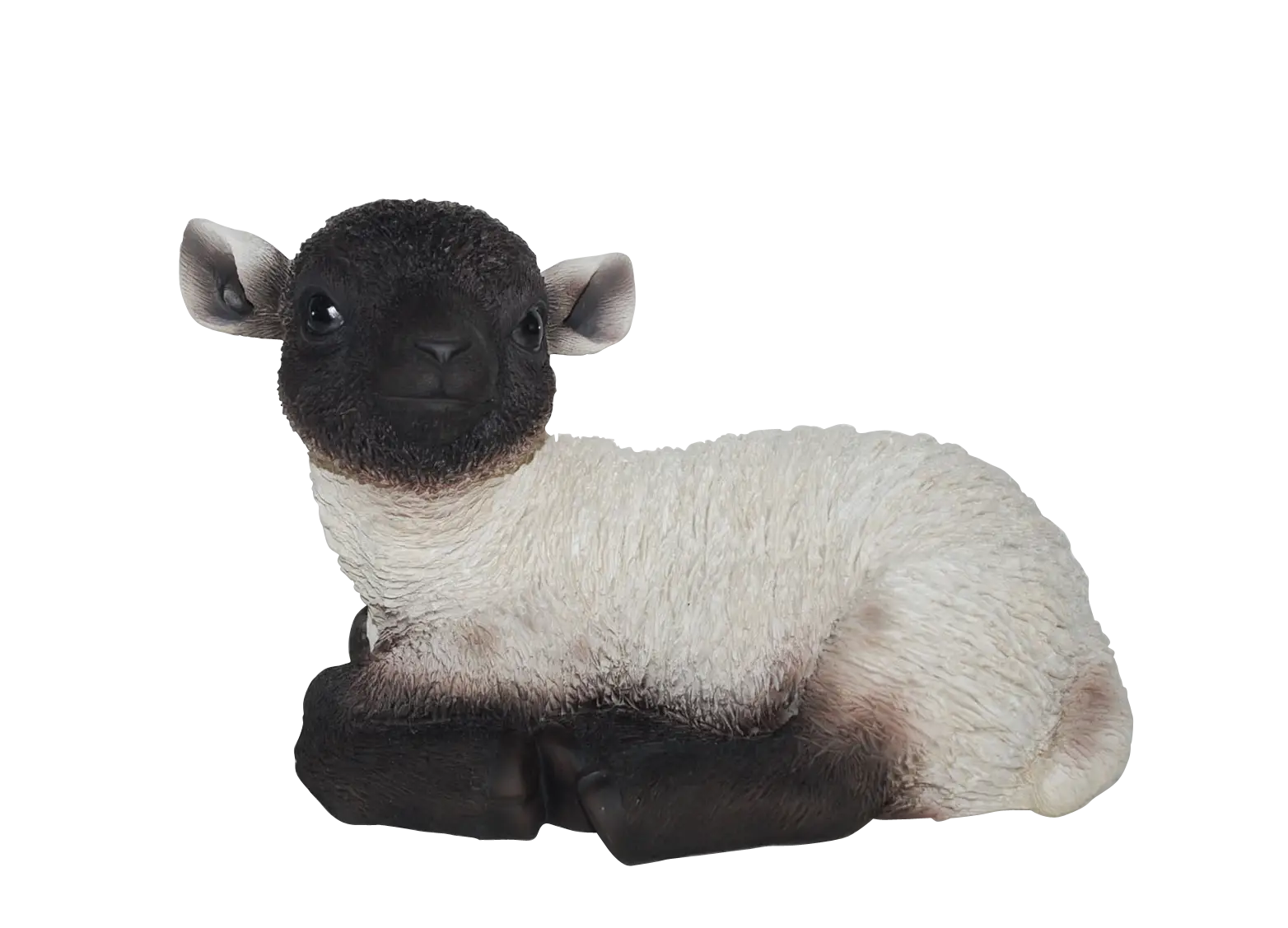 Small Lamb Lying Down
