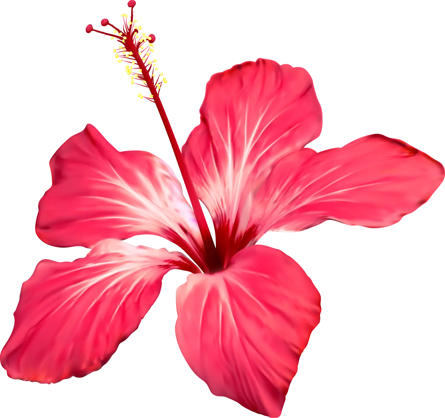 Red hibiscus flower