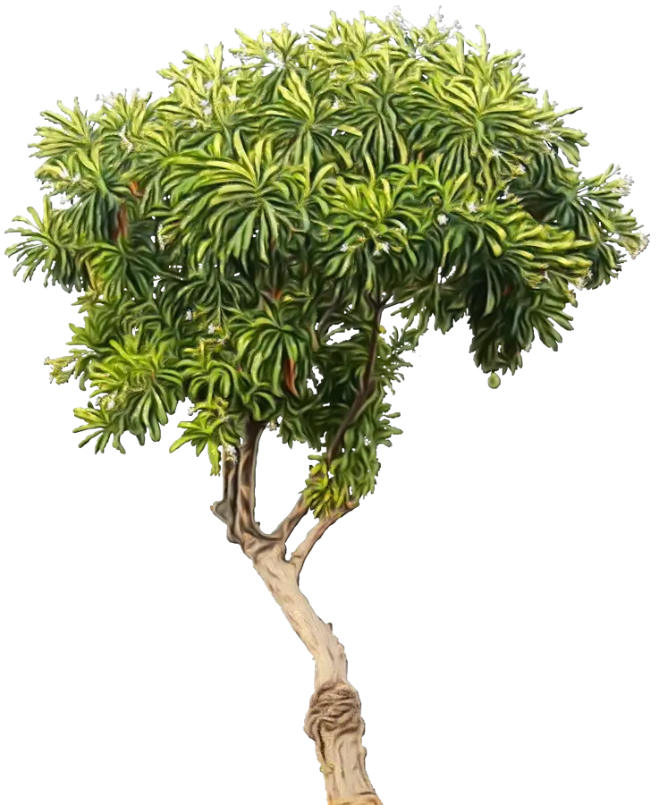 Dragon Tree Plant with Lush Foliage