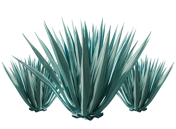 Green Spiky Agave Plants