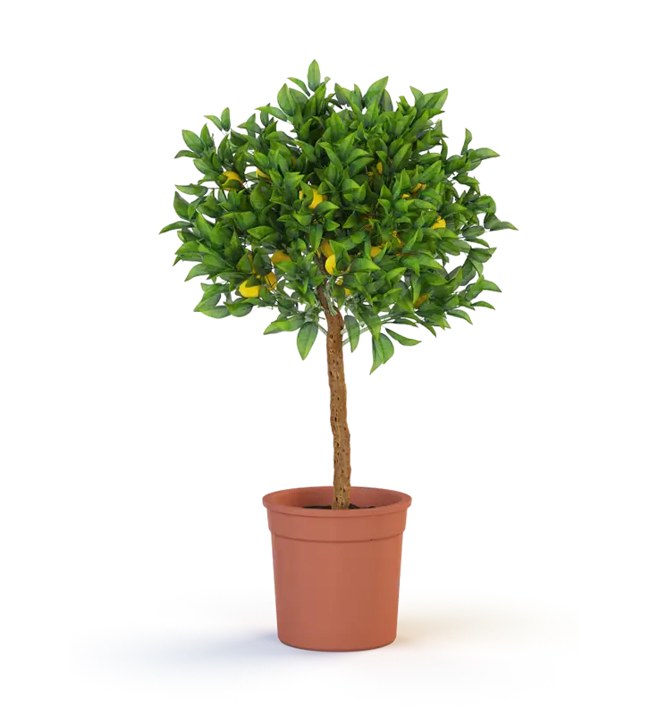 Potted Lemon Tree for Home and Garden Decor
