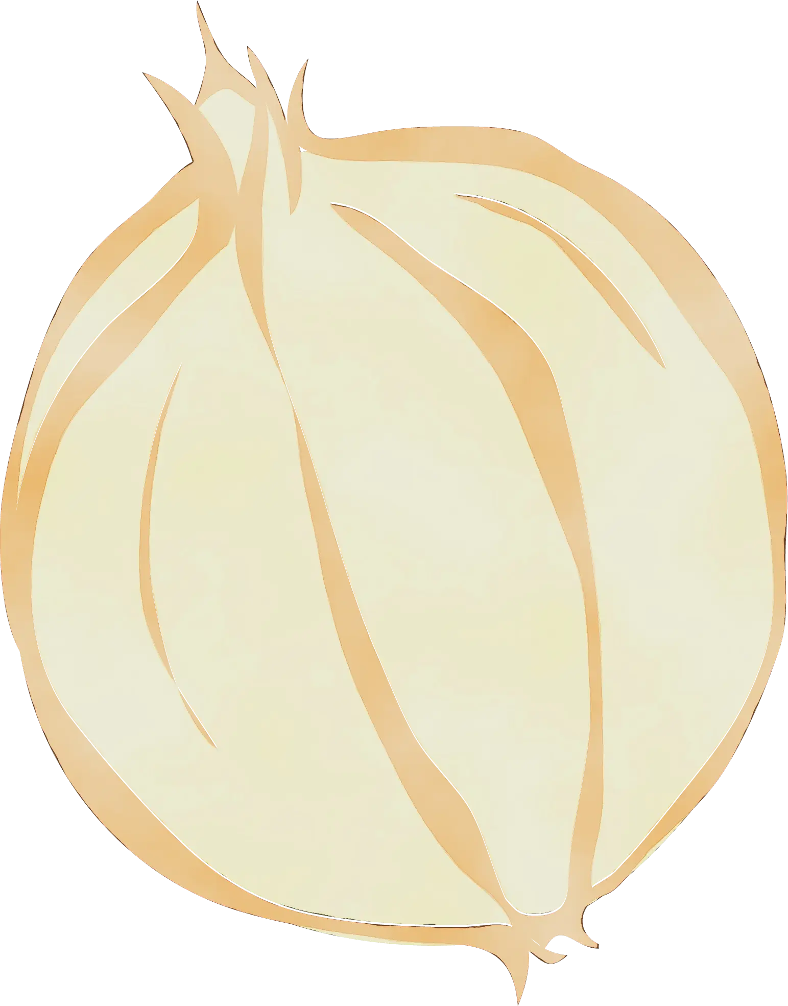 Onion Sketch Illustration