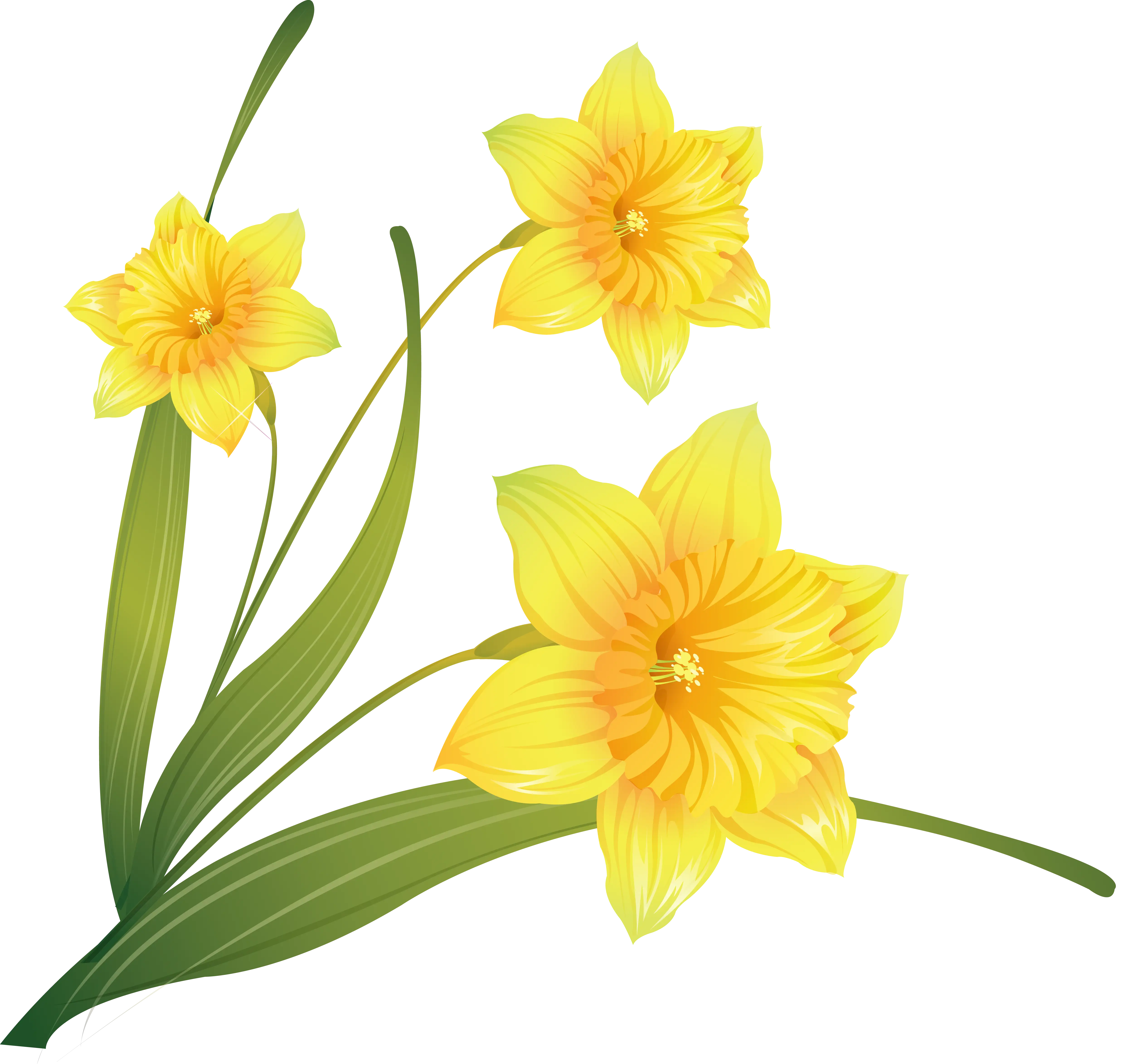 Yellow Daffodil Flowers