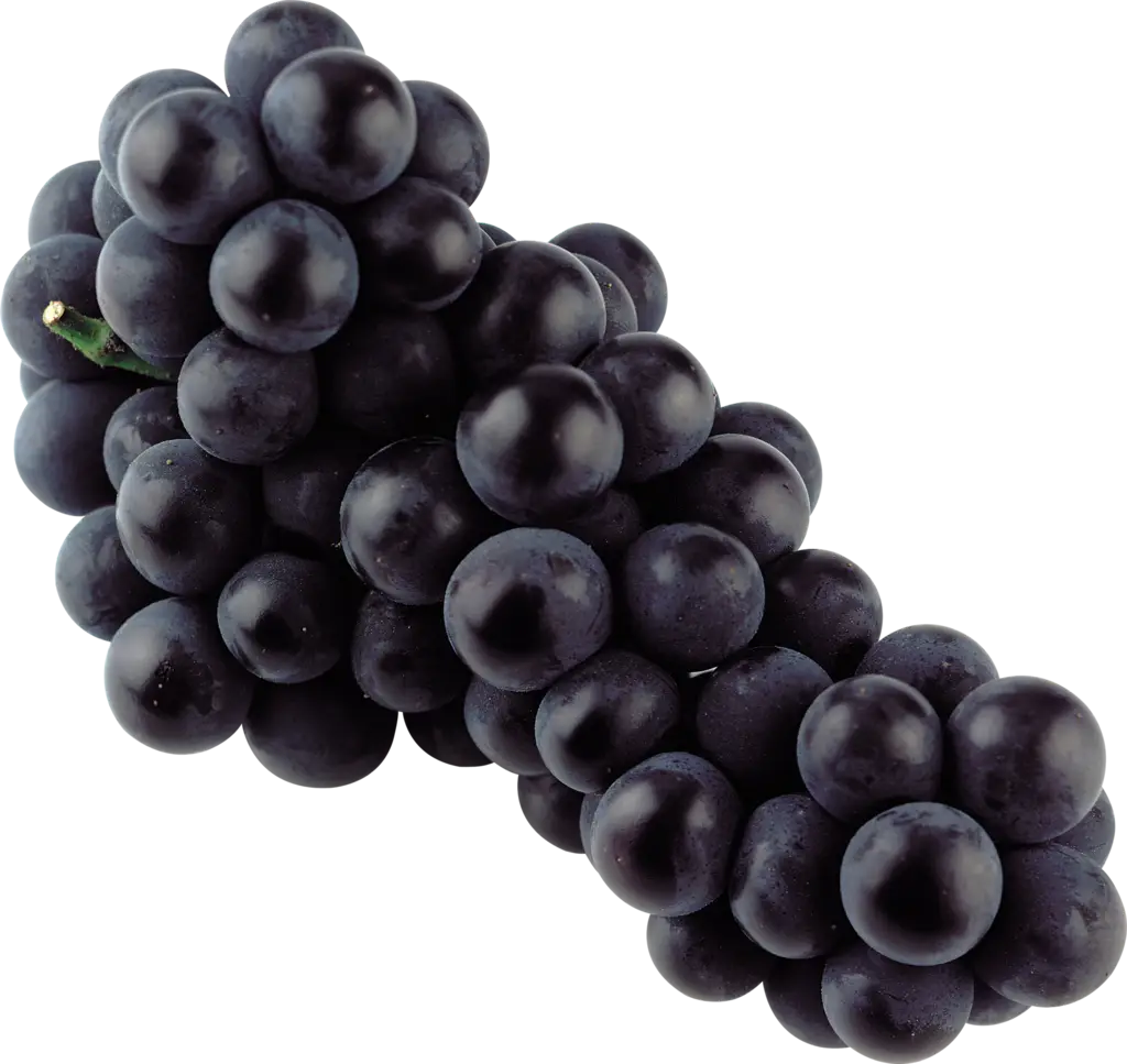 Bunch of Dark Purple Grapes