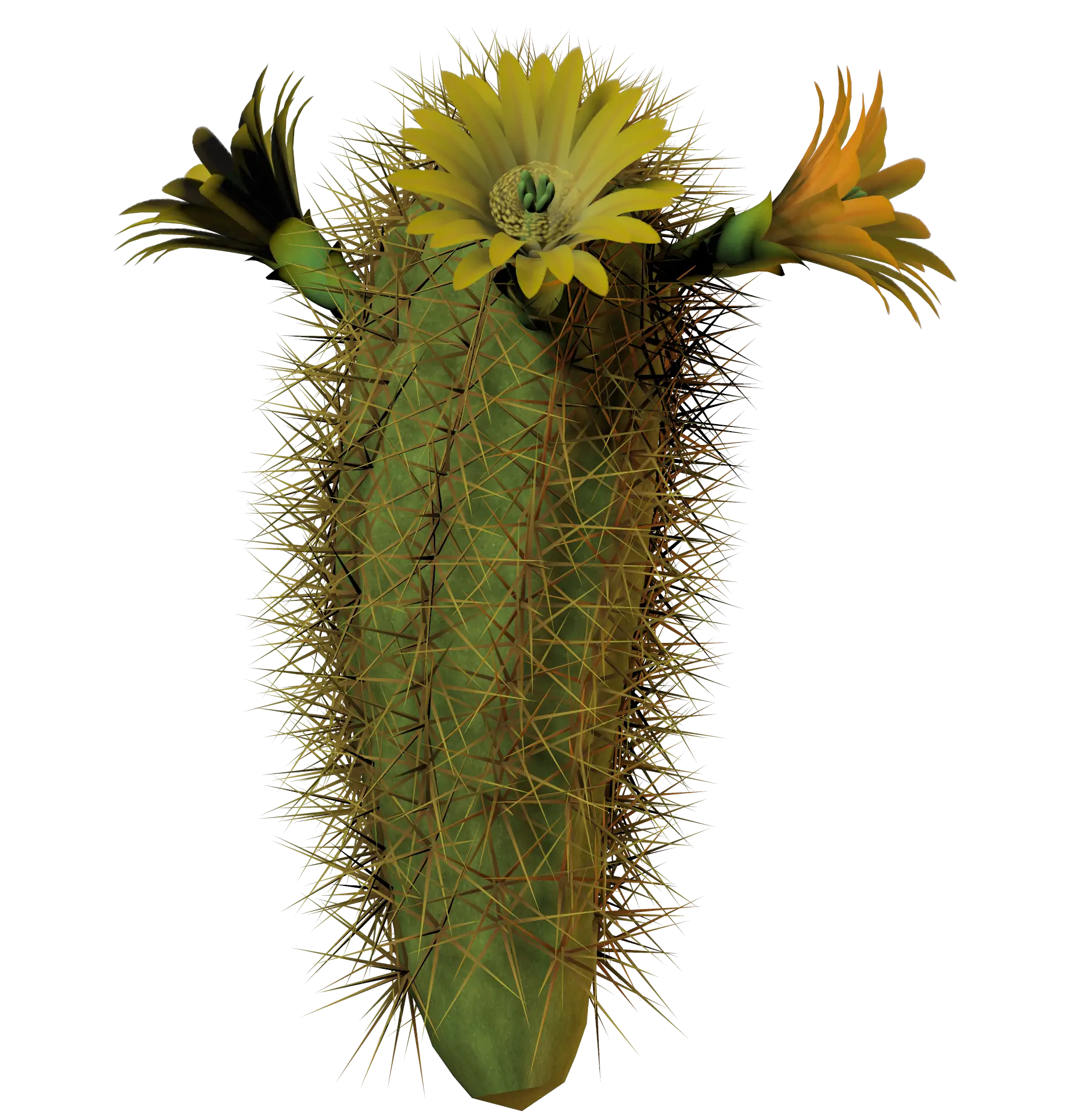 Yellow Flowered Spikey Cactus Illustration