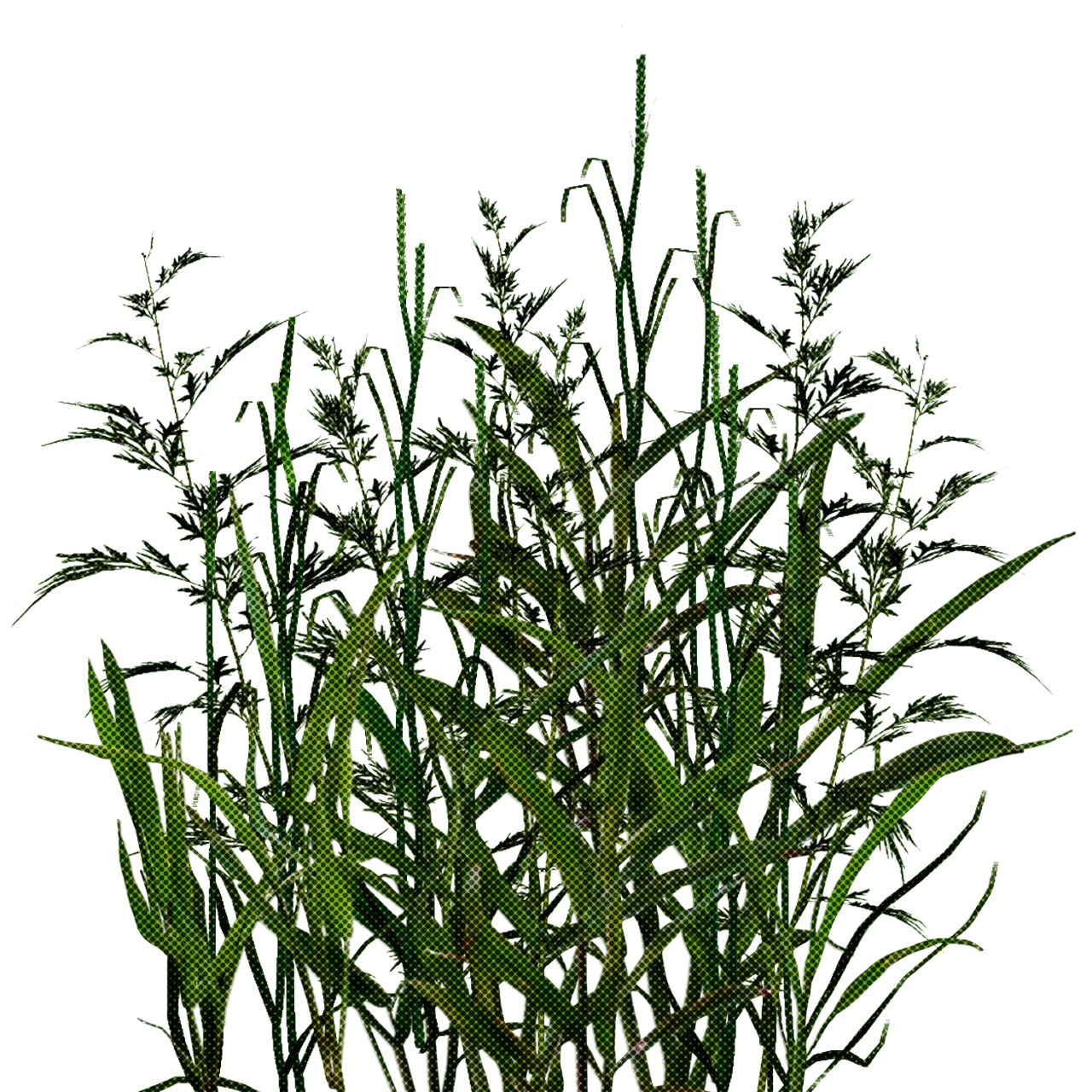 Tall Green Grass Illustration