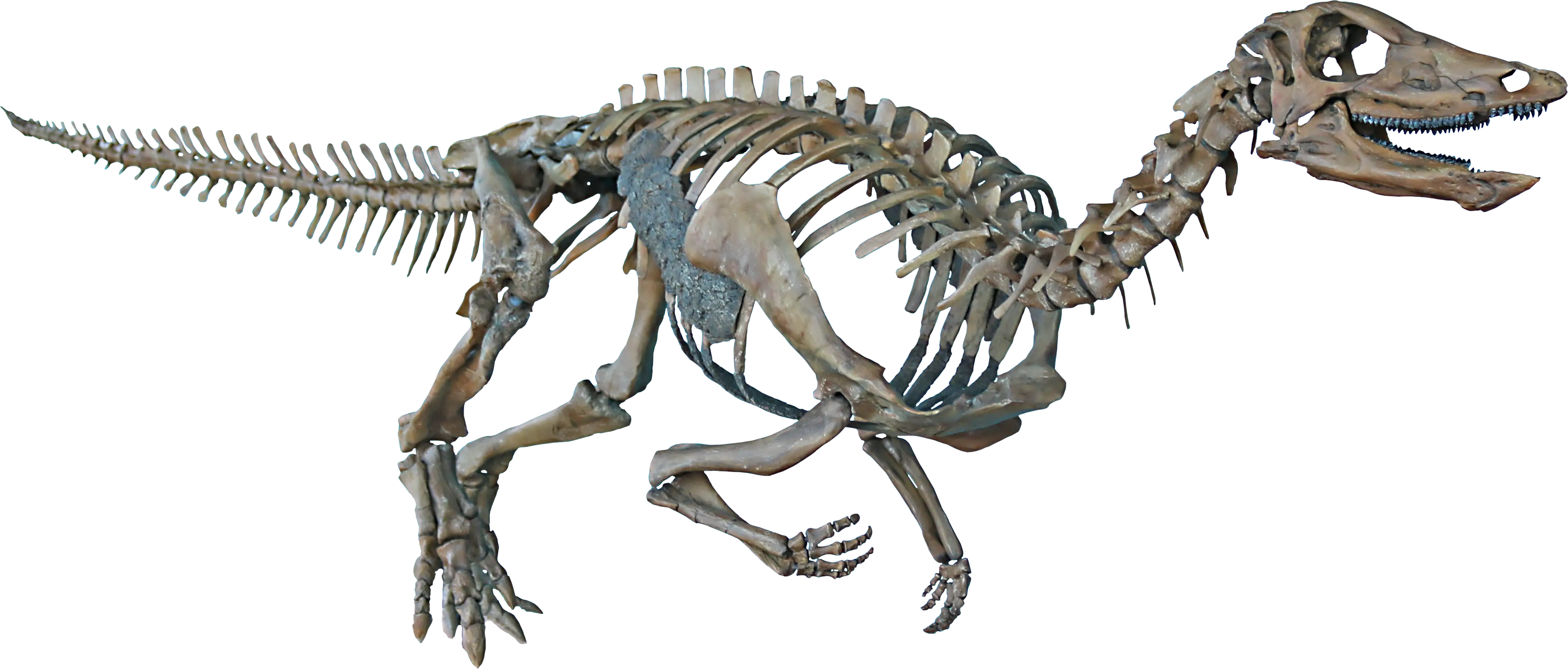 Dinosaur Skeleton Exhibit