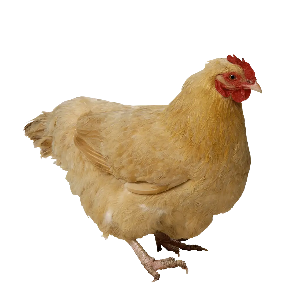 Light Brown Domestic Chicken