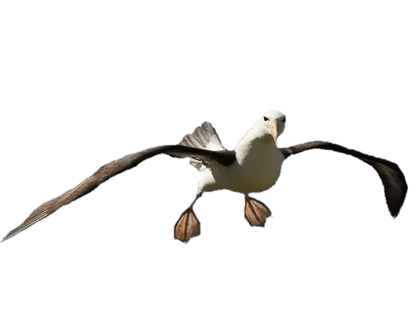 Flying Albatross