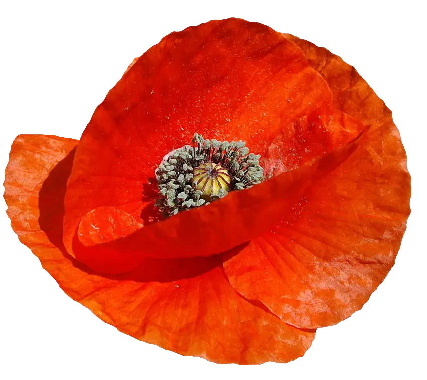 Bright Red Poppy Flower Illustration