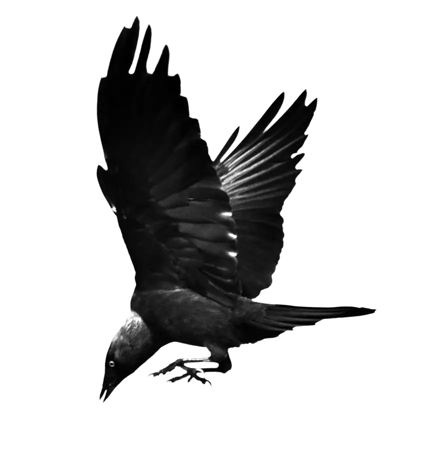 Black Crow in Flight