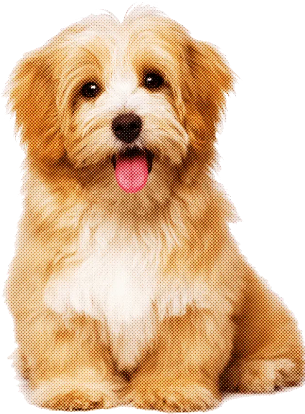 Cute Beige Dog Sitting