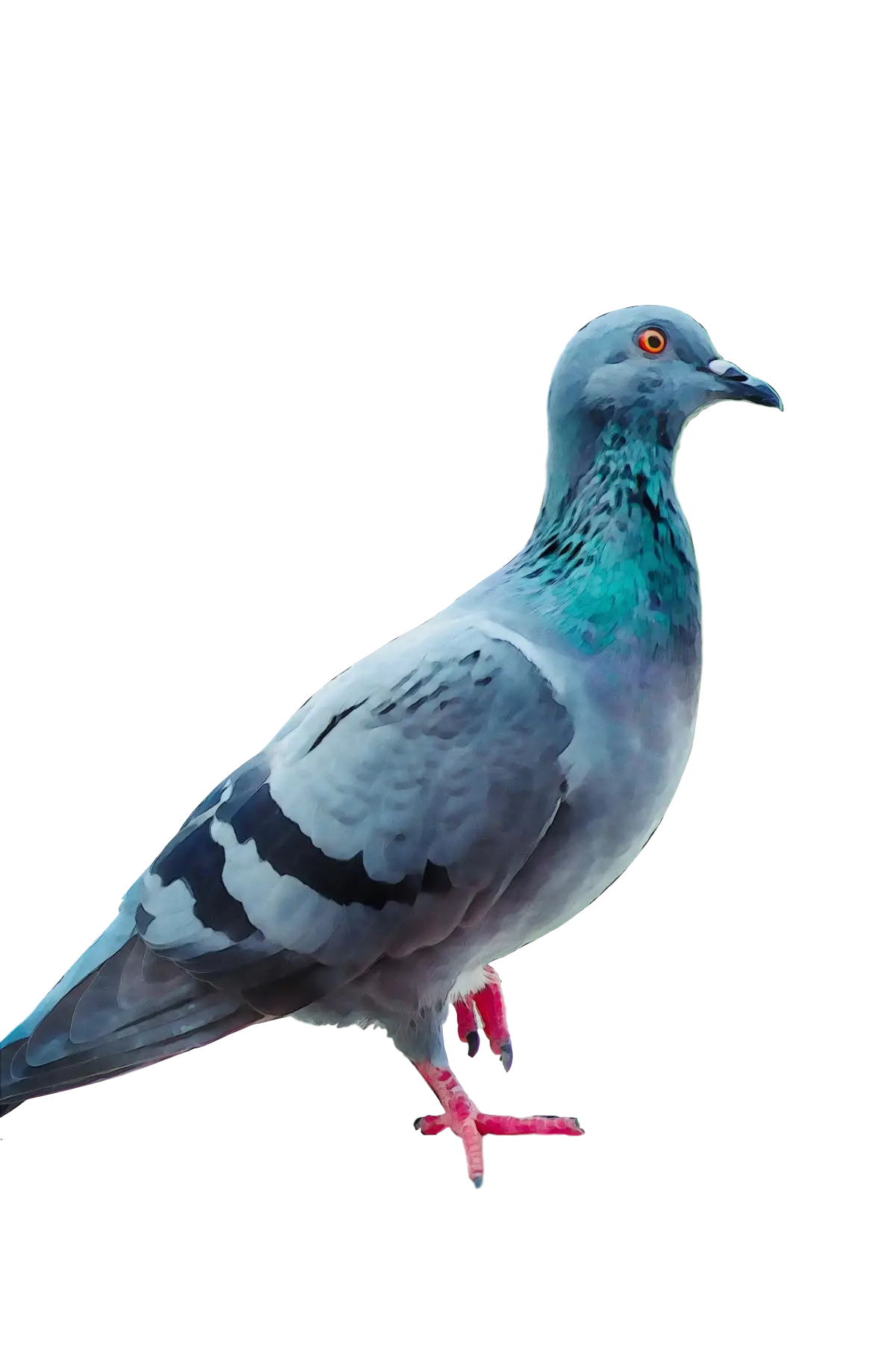 Gray Pigeon in Urban Background