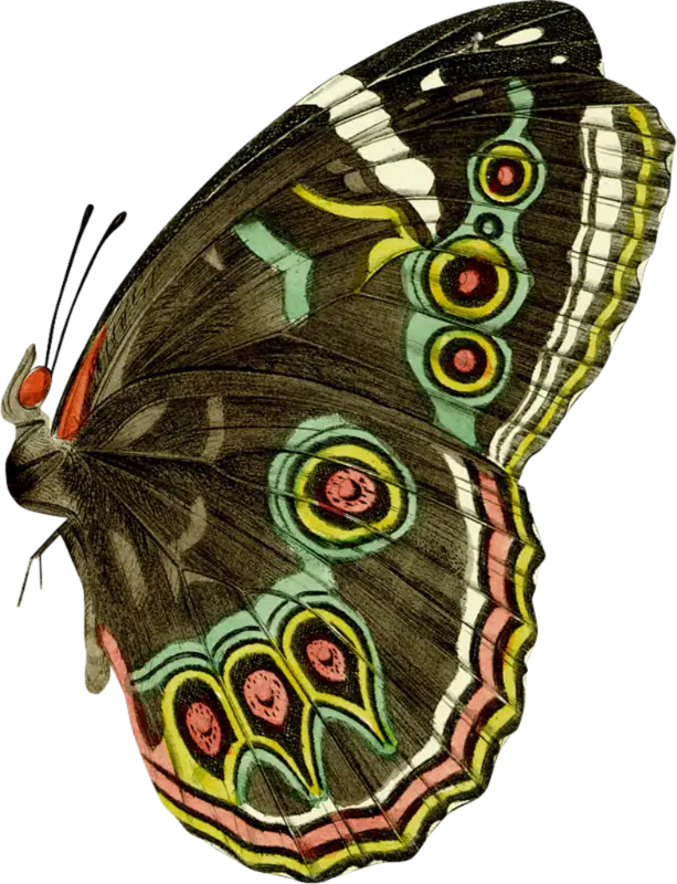 Ornate butterfly illustration with vivid details