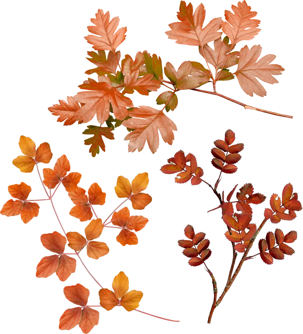 Autumn Leaves