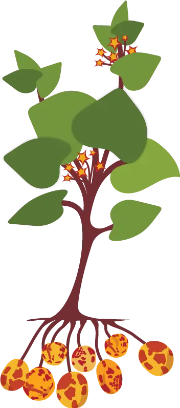 Potato plant illustration