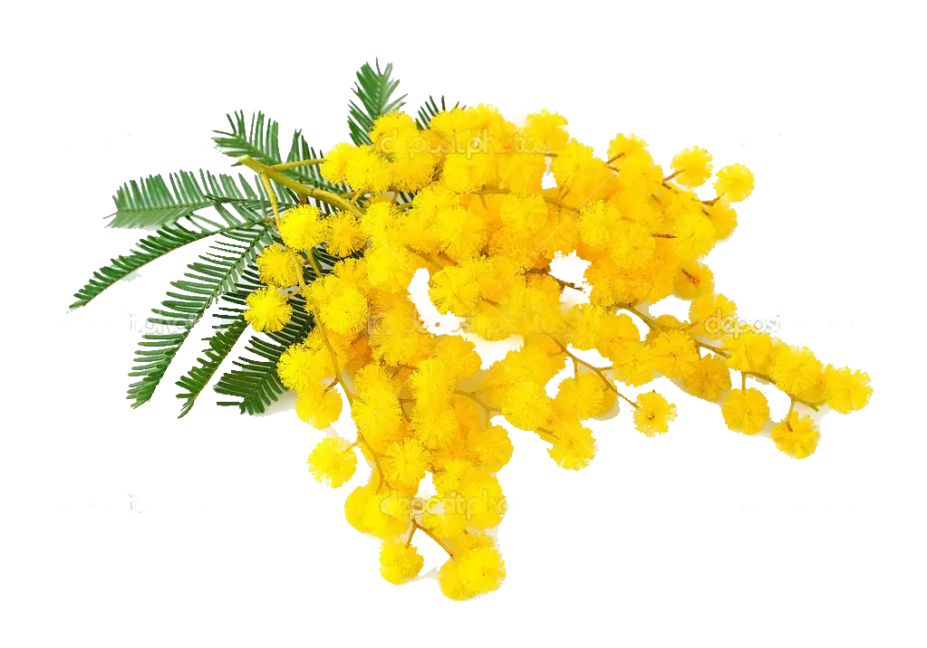 Yellow Mimosa Flowers