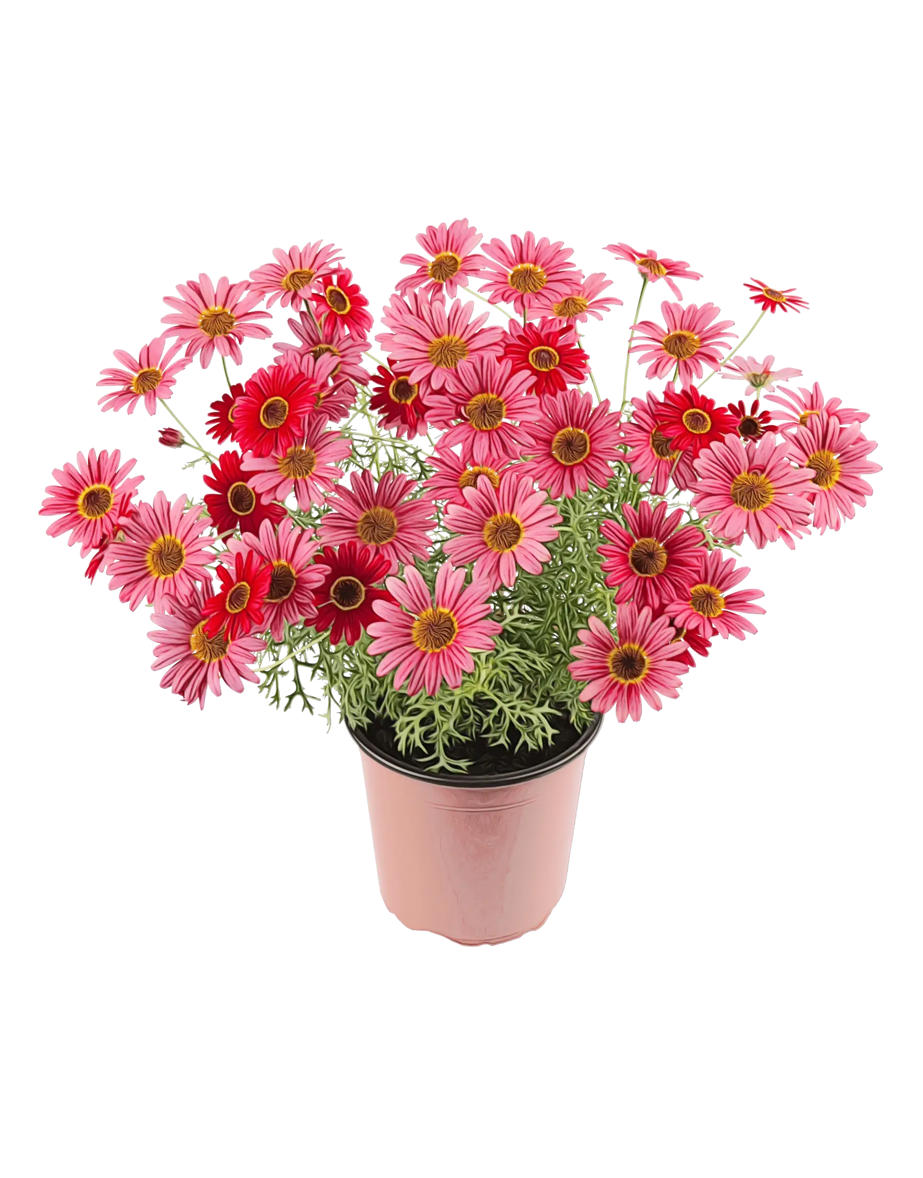 Pink Flowers in a Pot