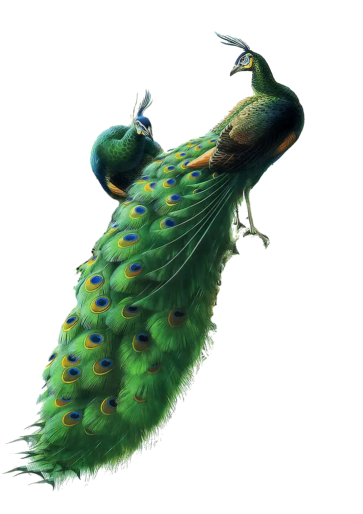Sunlit Peacocks with Iridescent Feathers