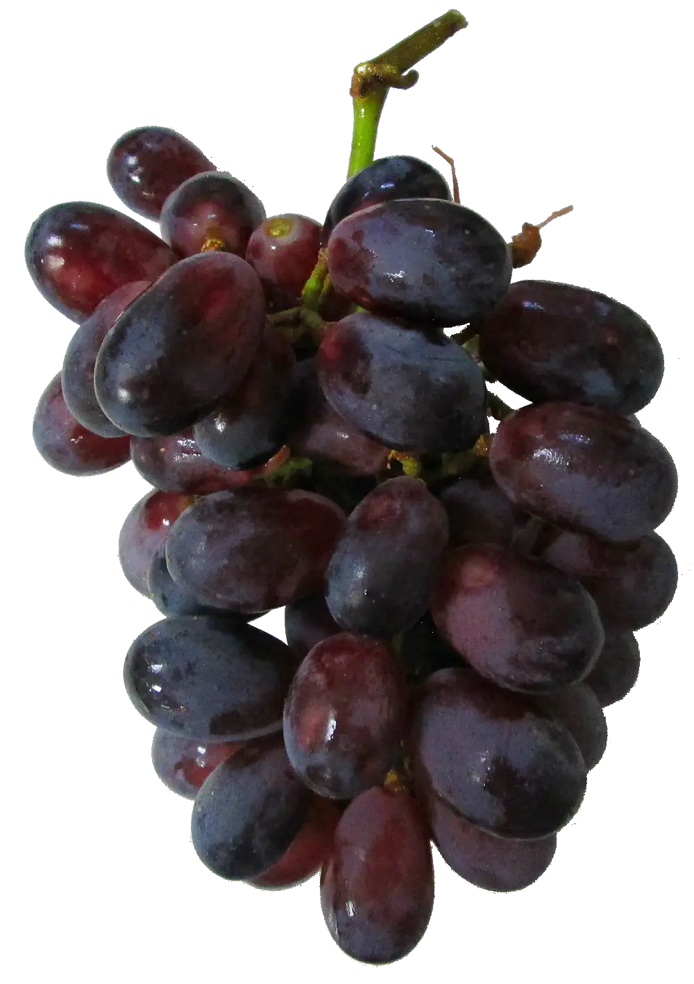 Cluster of Fresh Purple Grapes