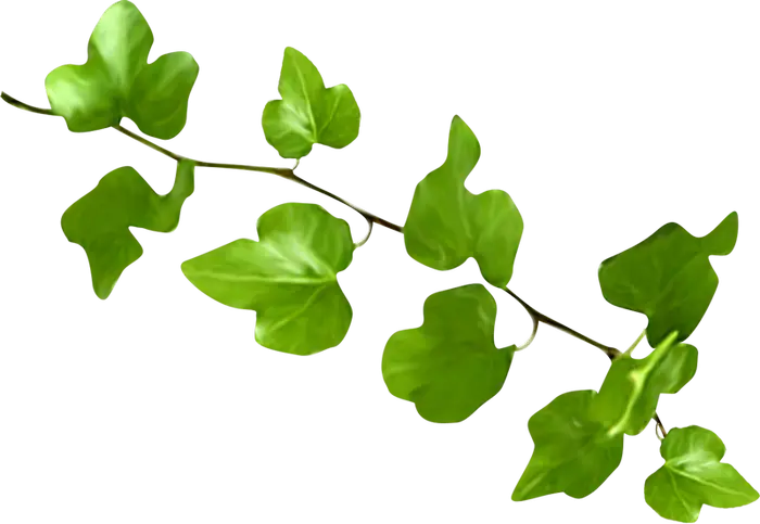 Green Ivy Branch for Natural Decor
