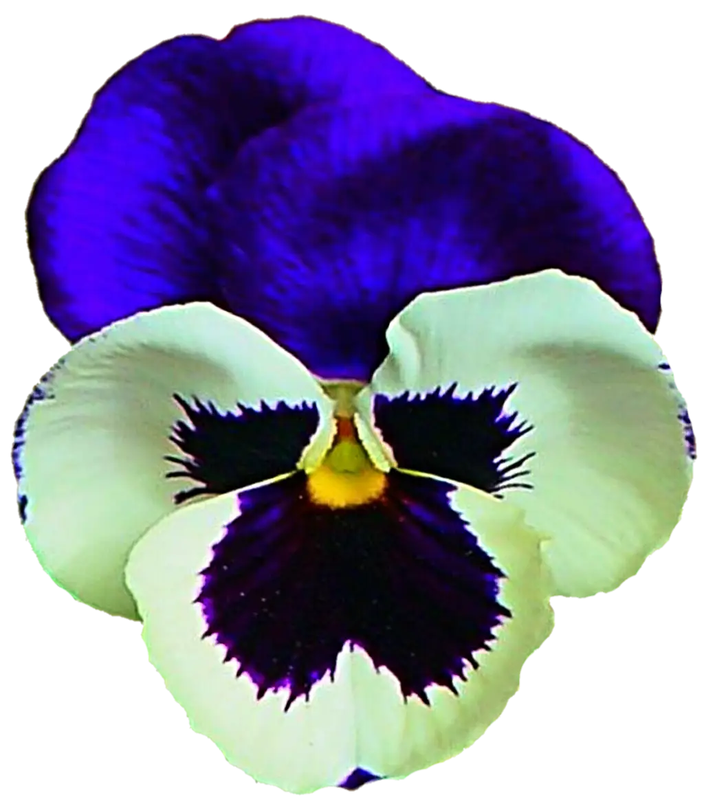 Purple and White Pansy Flower Graphic