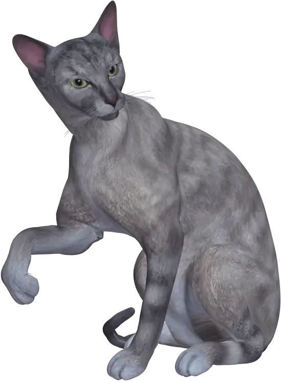 Gray Sitting Cat Illustration