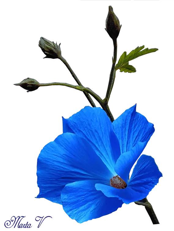 Blue Flower with Buds