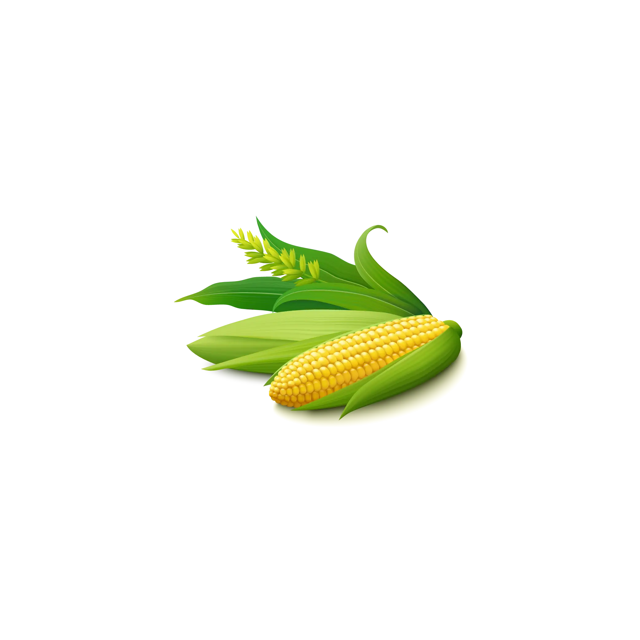 Yellow Corn with Green Husks