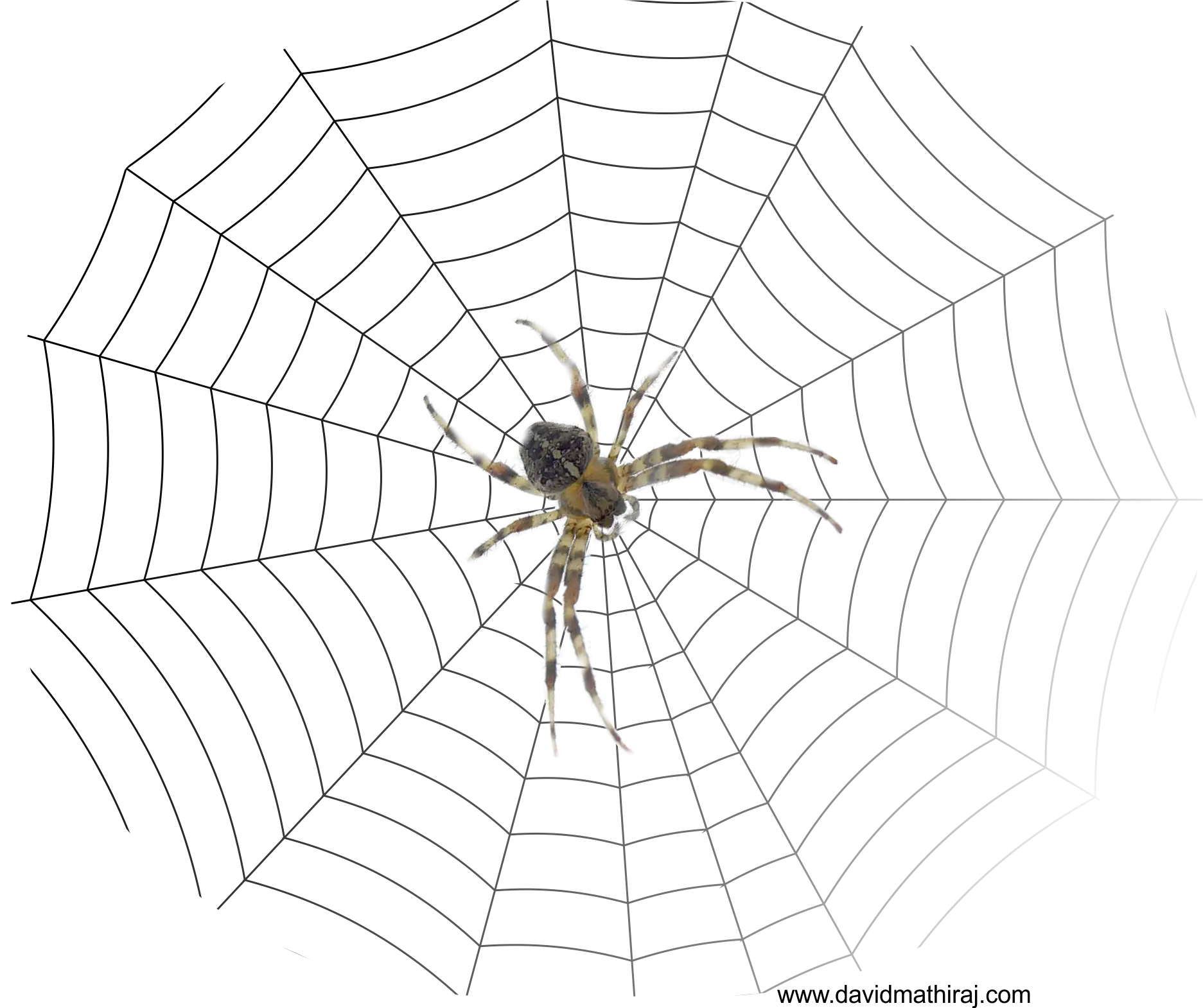 Spider Resting on an Intricate Web