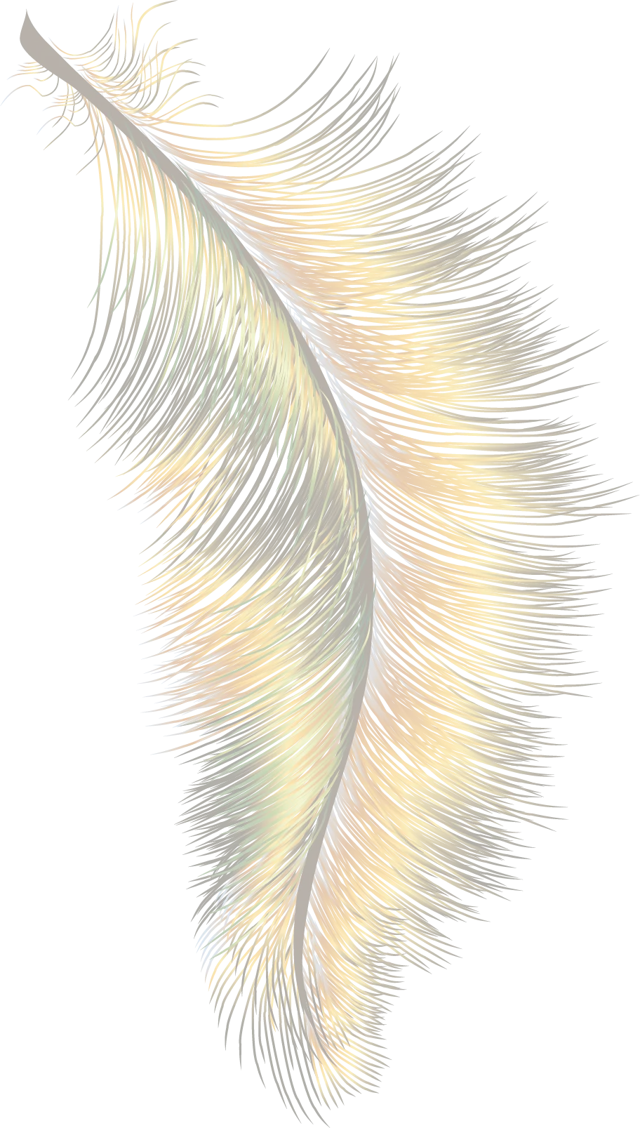 Delicate Soft Feather