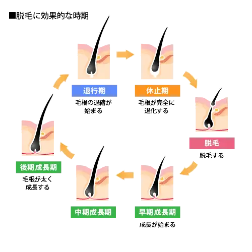 Hair Growth Cycle Diagram