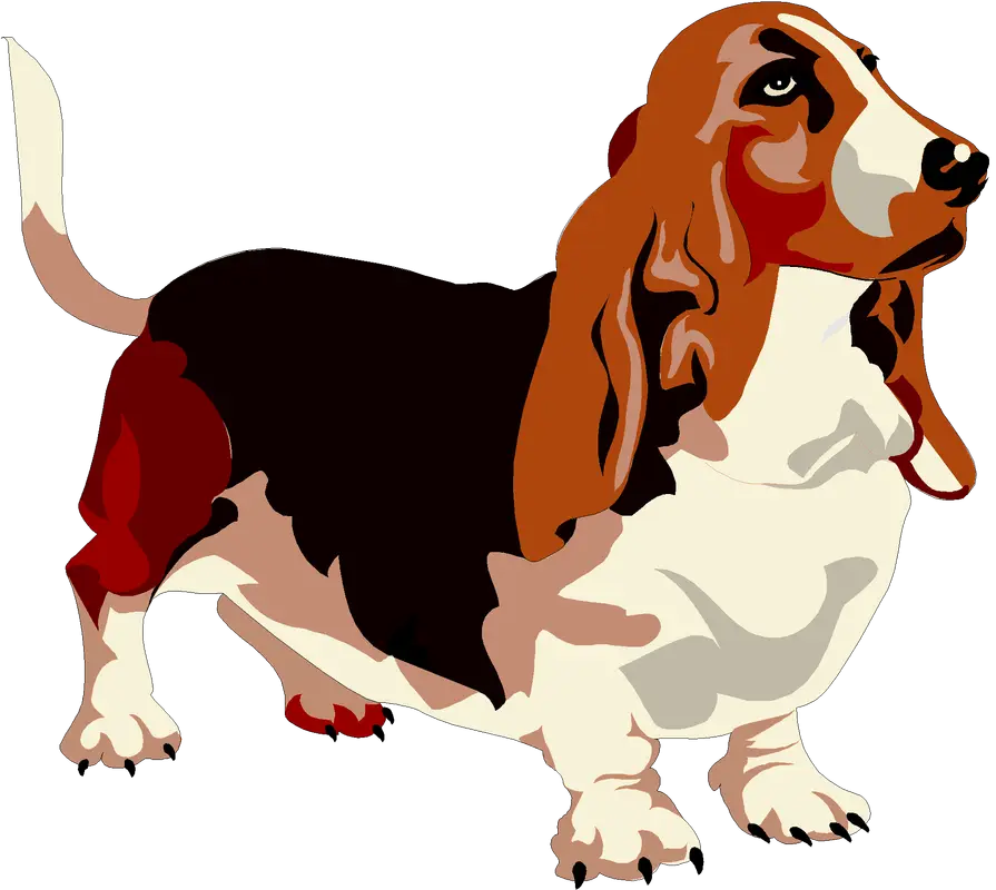 Cartoon Basset Hound Dog Illustration