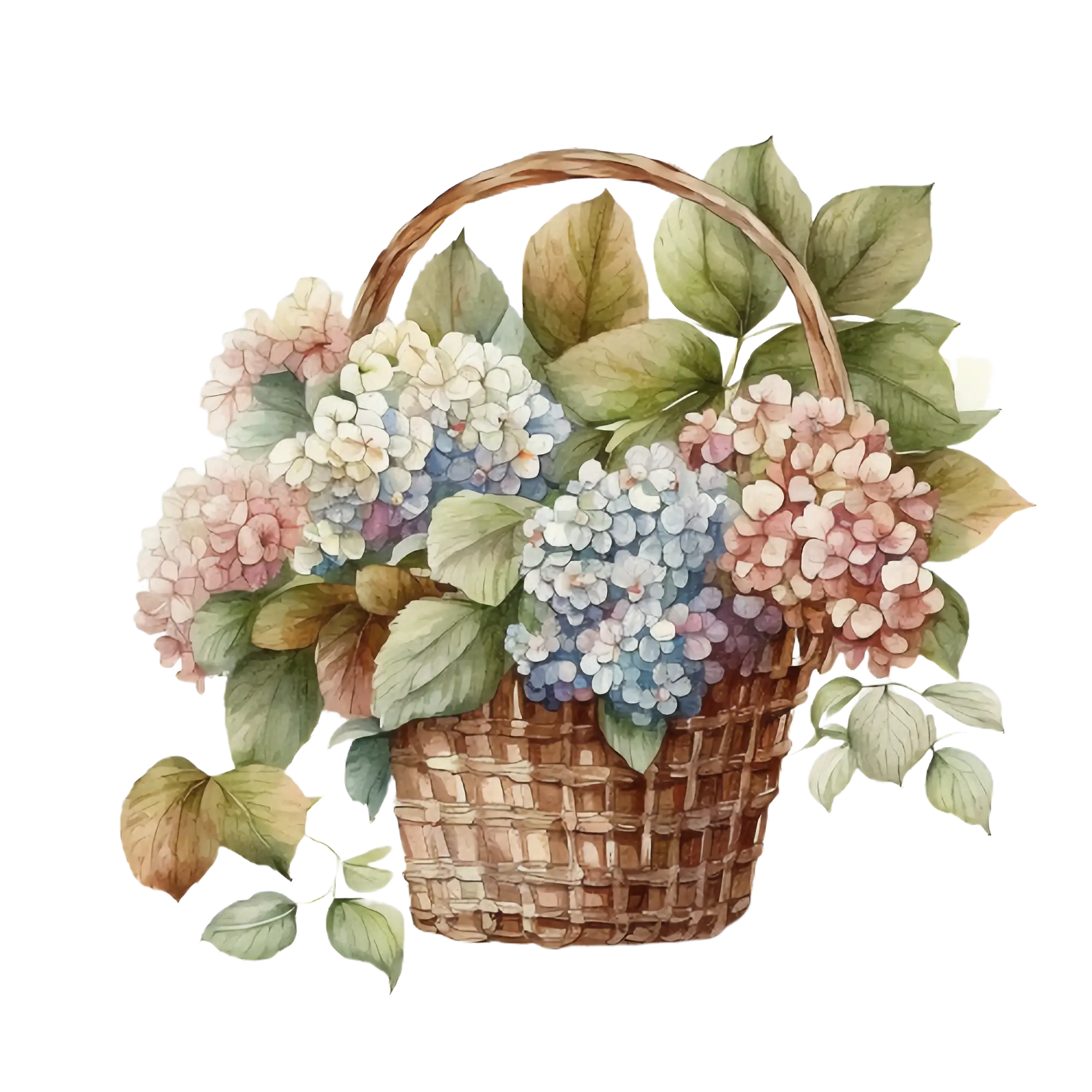 Beautiful Basket of Hydrangea Flowers