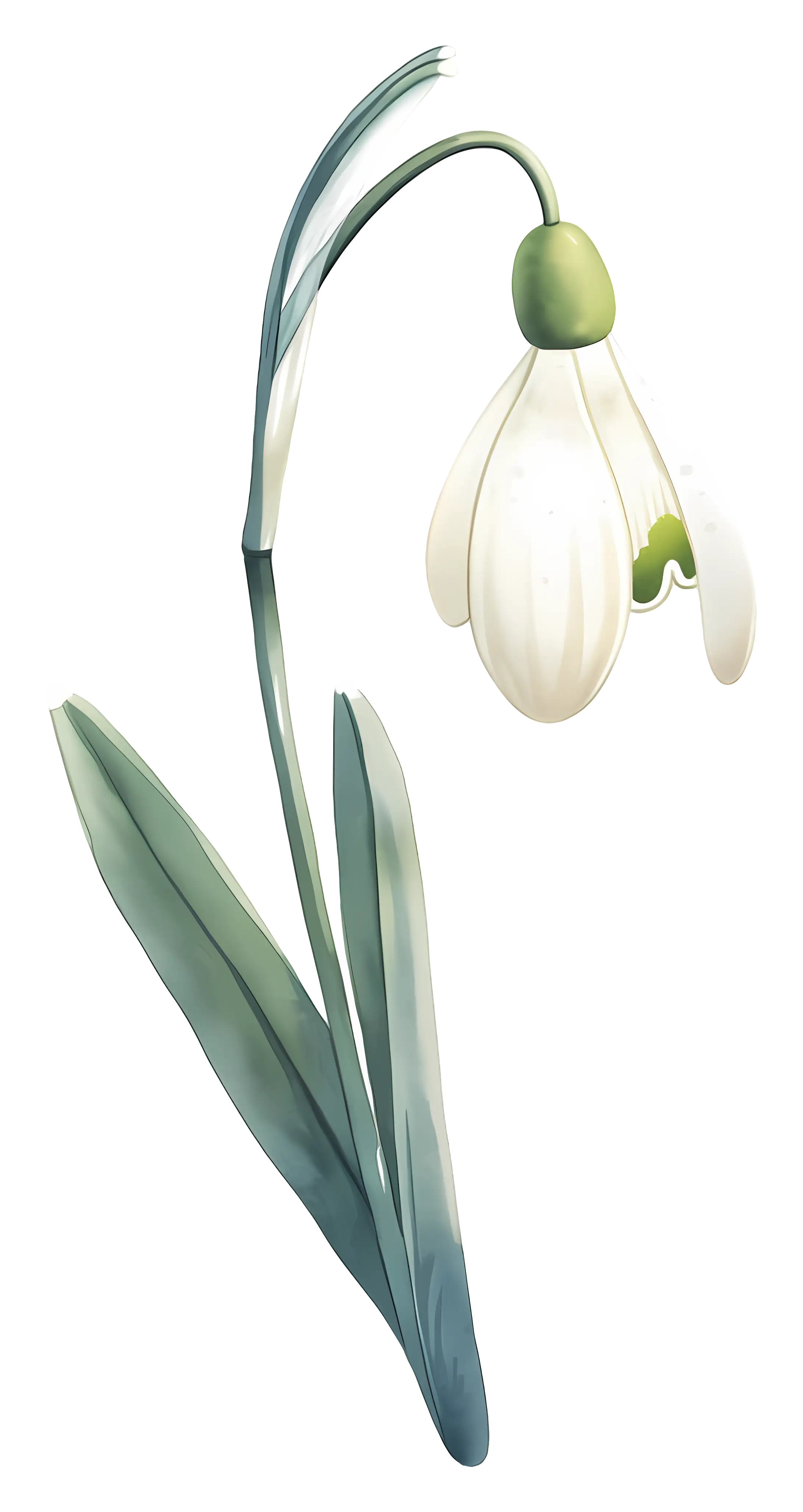 Single White Snowdrop Flower in Bloom