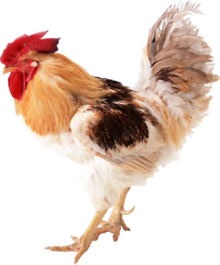 White Chicken with Black Feather Spots