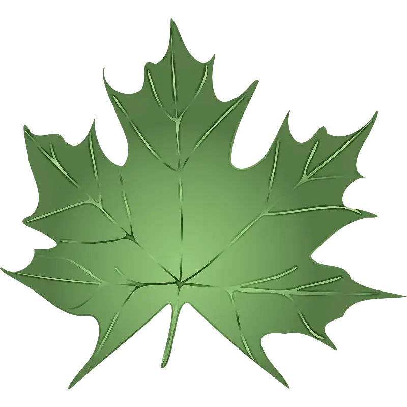 Fresh Green Maple Leaf