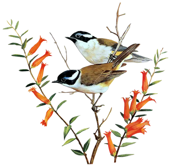 Birds Perched on a Branch
