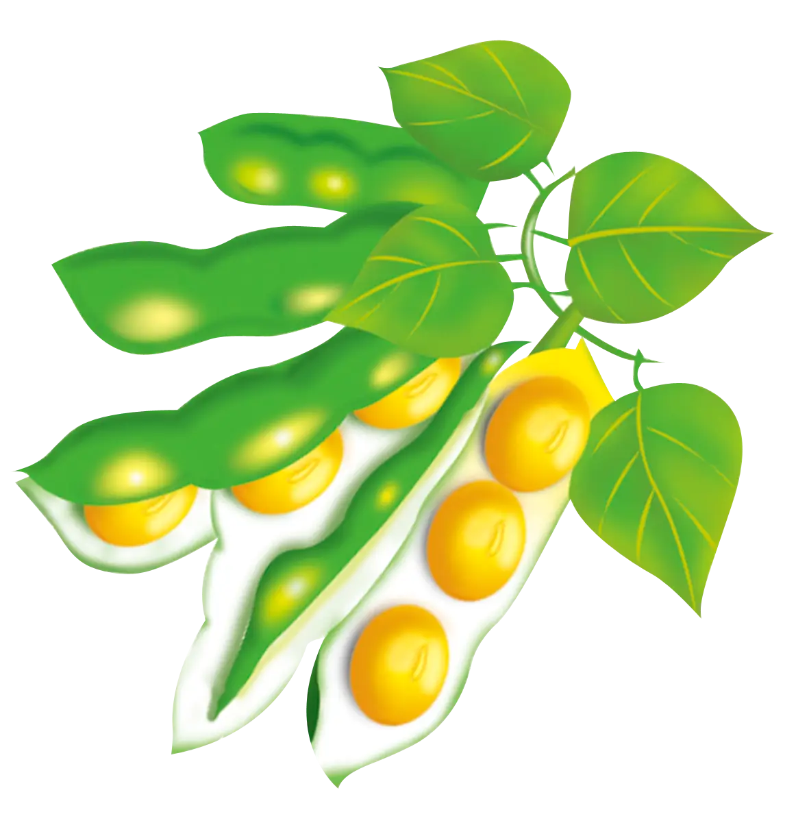 Soybean Plant with Green Leaves and Pods