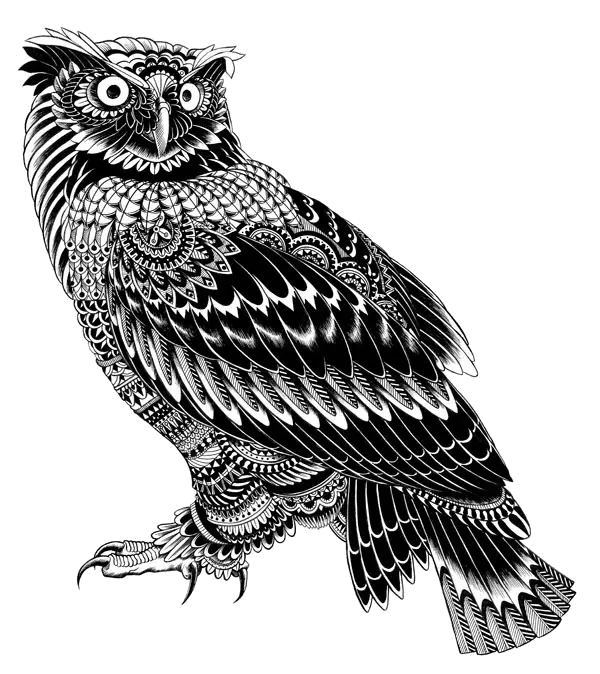 Detailed Black and White Owl Illustration