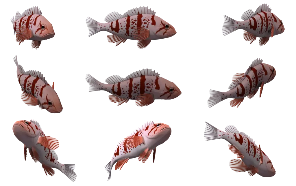 Striped Red and White Fish Collection