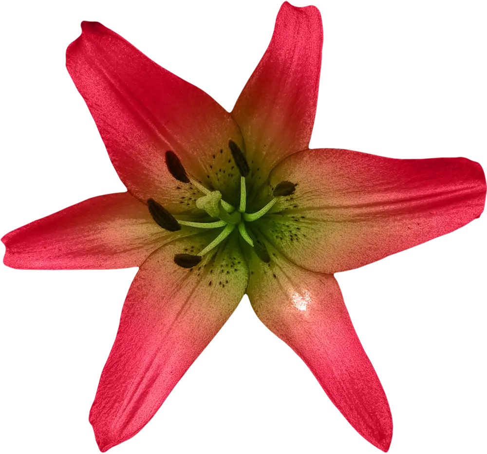 Red Lily Flower