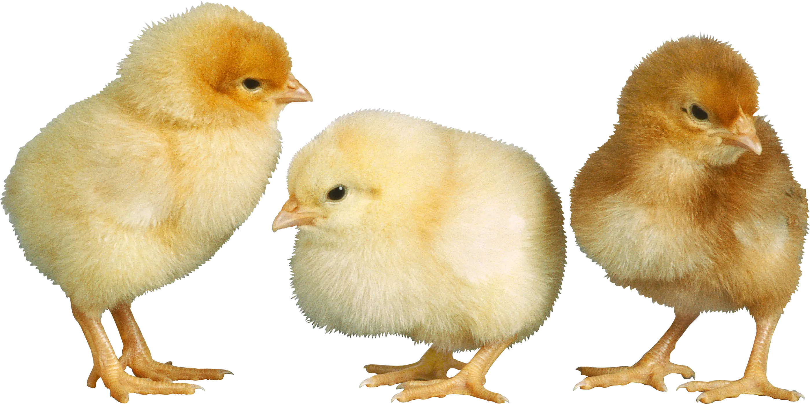 Three Fluffy Baby Chicks