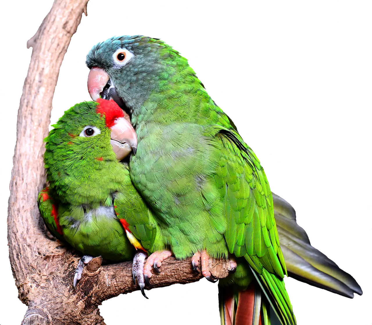 Green Parrots Cuddling on a Tree Branch