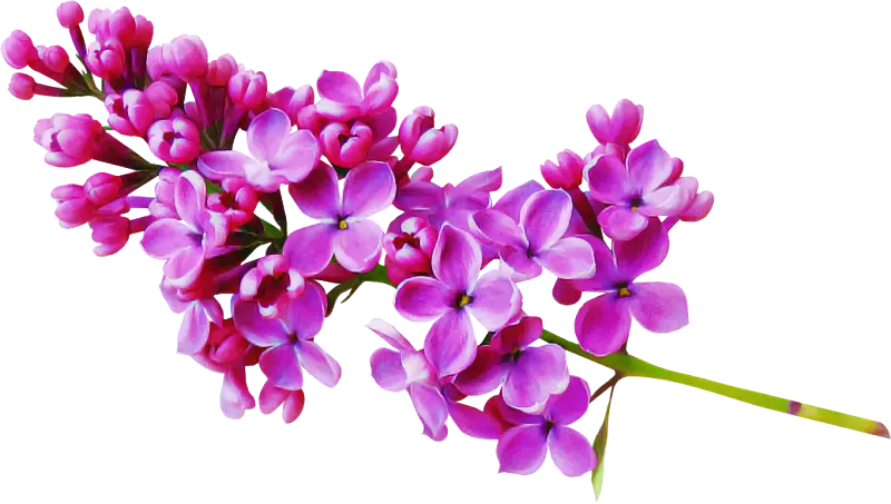 Purple Lilac Flowers in Bloom
