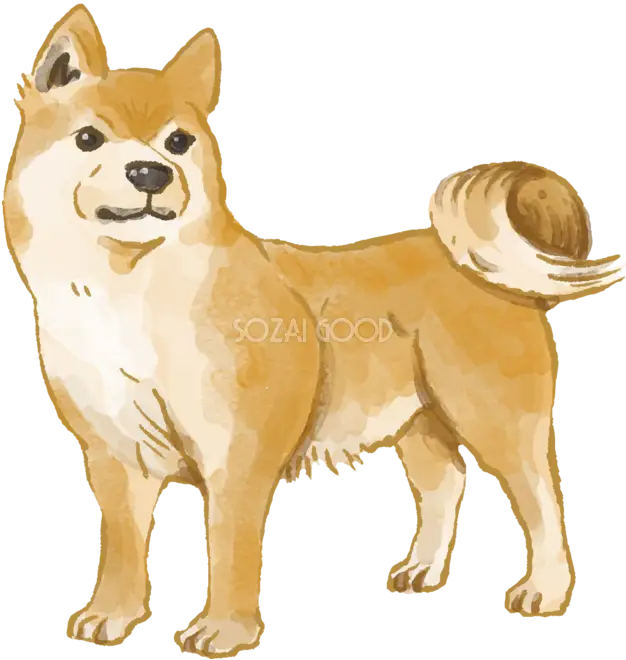 Illustration of a Shiba Inu Dog