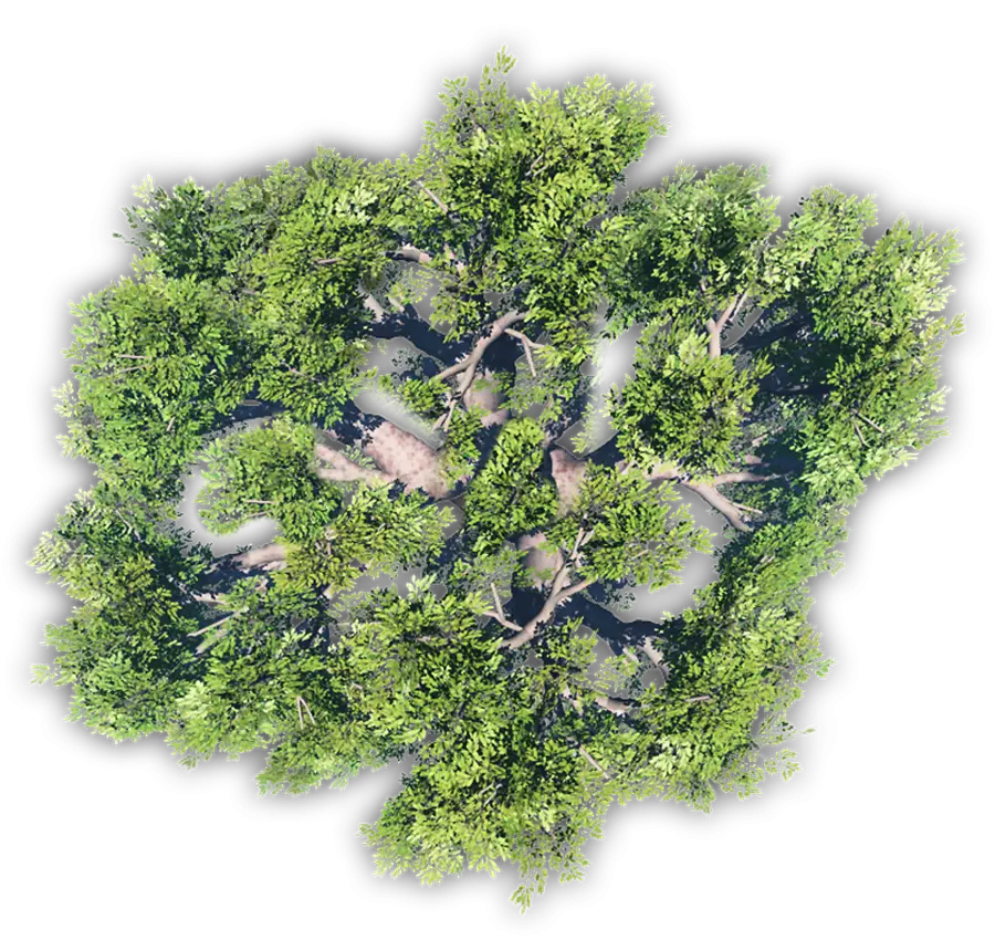Aerial Top View of Lush Green Trees